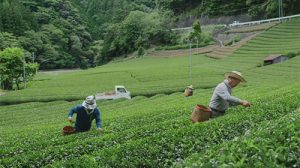 เปิดไอเดีย ชาเขียวชิซึโอกะ กับการเปลี่ยนภาพโฆษณาชาพร้อมดื่ม